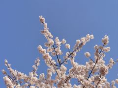 -顾村公园