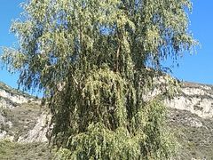 -藏山旅游风景区