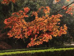 -上海佘山国家森林公园天马山园