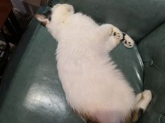 -猫色咖啡·猫咖