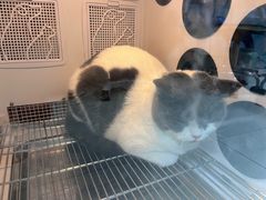 -老吴的猫·猫舍(新区店)