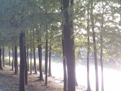 -新江湾城公园