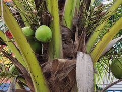 -西双版纳傣族园