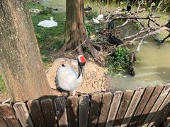 -上海野生动物园