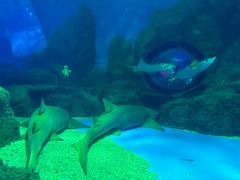-常州海昌海洋探索馆