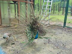 -黄海国家森林公园