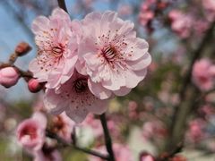 -花开海上生态园