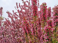 -海棠花溪(元大都城垣遗址公园)