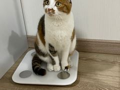 -宠爱国际动物医院· 猫科· 外科·中兽医(长白店)