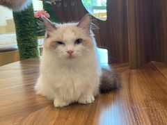 -飞行喵MR PILOT|猫舍·猫咖(静安大融城店)