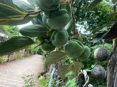-呀路古热带植物园