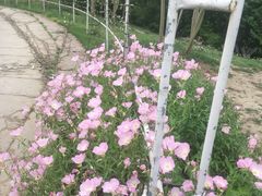 -秀丽东方