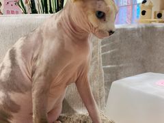 -藏猫猫咖啡主题馆(中央大道店)