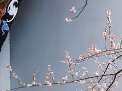 -青羊宫