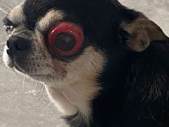 -美联众合动物医院·24h转诊中心