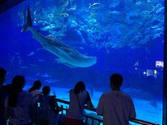 -烟台海昌鲸鲨海洋公园