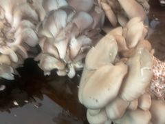 -老雒阳面馆·水席·洛阳菜(偃师店)