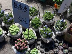 -循礼门鲜花花市(武汉循礼门店)