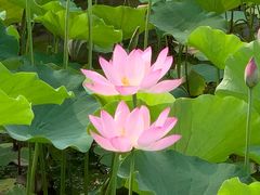 -莲花池公园