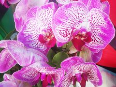 -重庆市江北嘴中央商务区中央公园