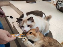-飞行喵MR PILOT|猫舍·猫咖(静安大融城店)