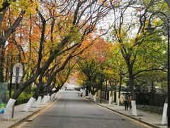 -八大关景区