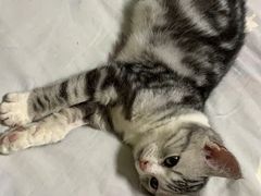 -中农国际动物医院24小时·猫科·骨科·急重症中心