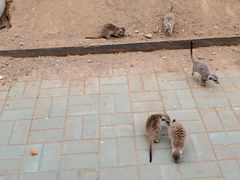 -秦皇岛野生动物园
