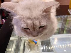 -浣熊柯尔鸭土拨鼠·电玩咖