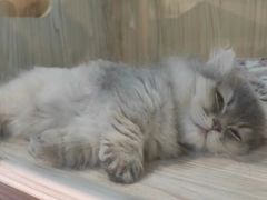 -屋虎猫馆(宝安大仟里店)