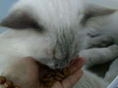 -喵的天空名猫咖啡馆·撸猫·猫舍·用品