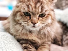 -安格丽娜·狗咖·猫咖羊驼咖(春熙路百盛商场店)