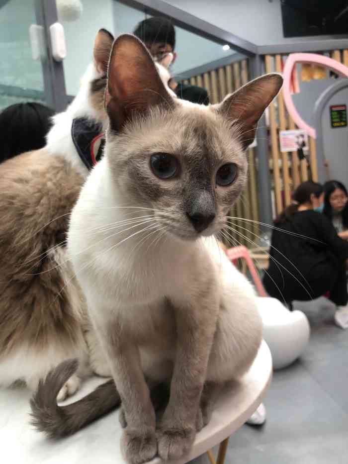 猫的王国猫吧(之心城店)-"进去玩了半个小时,这些个小猫咪大多数都在.