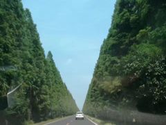 -黄海国家森林公园