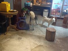 -more than meow吴止猫主题餐厅(承德 中船汇店)