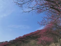 -新建村梅花