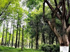 -重庆彩云湖湿地公园