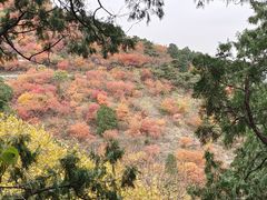 -香山公园