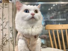 -楼上猫咖(罗湖店)