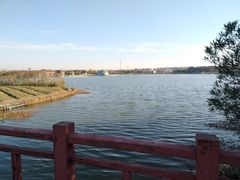 -上海都市菜园