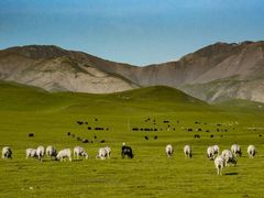 -祁连山草原