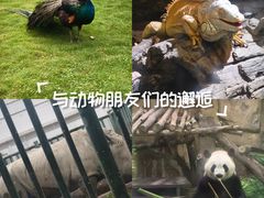 -成都动物园