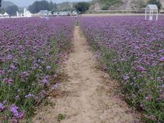 android_upload_pic-紫海香堤香草艺术庄园