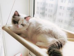 -Bastet sally猫舍购宠(静安店)