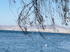 -洱海月湿地公园