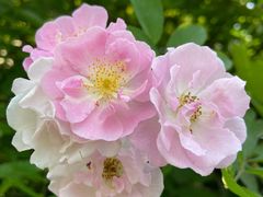 -眉山湿地公园(东坡区)