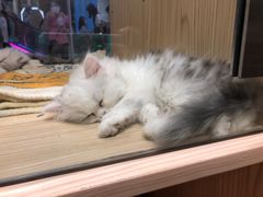 -屋虎猫馆(宝安大仟里店)