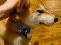 焙茶-柴务处·柴犬主题狗咖