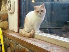 -猫咪博物馆(顶澳仔猫街店)