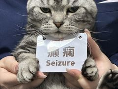 -瑞派天使宠物医院·神经外科·骨科·核磁CT(洛川中路店)